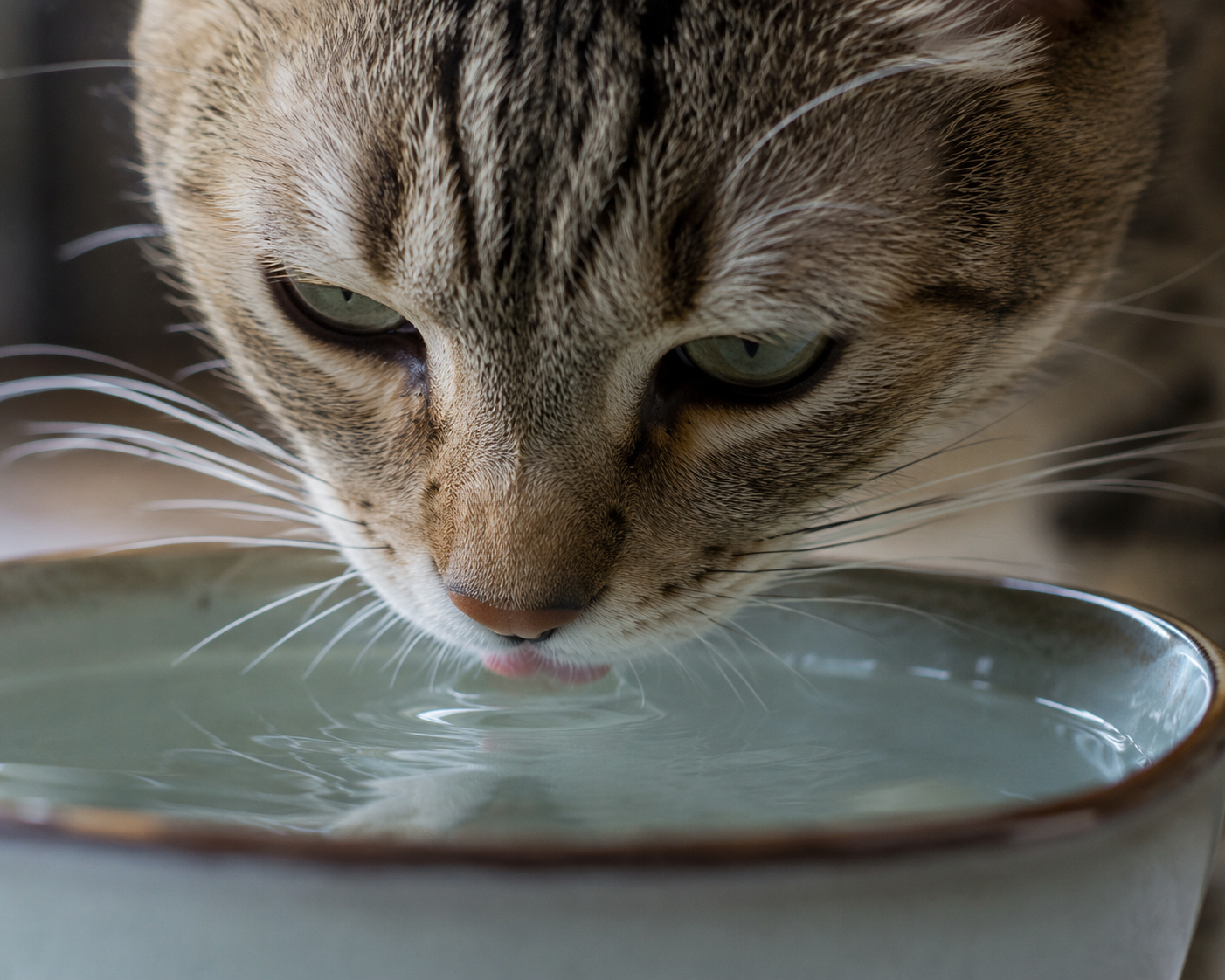 Close-up of a cat drinking from a water bowl, barely lapping