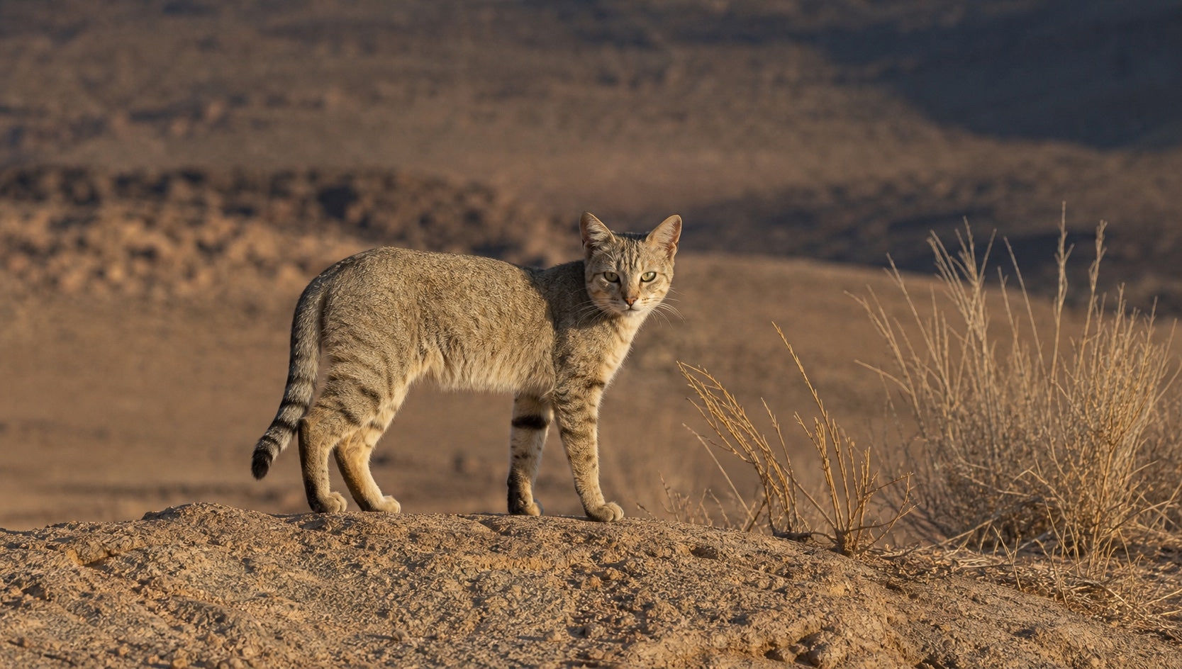 An African wildcat standing in a dry desert scrub landscape