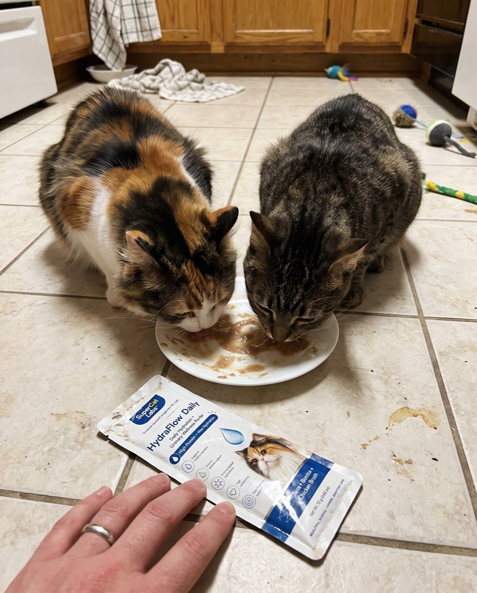 Two cats sharing HydraFlow Daily purée from a saucer