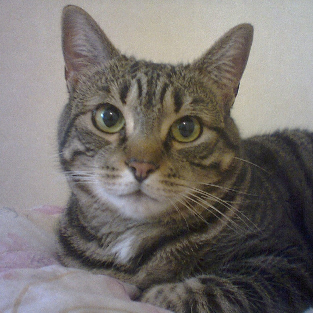 A cat at home