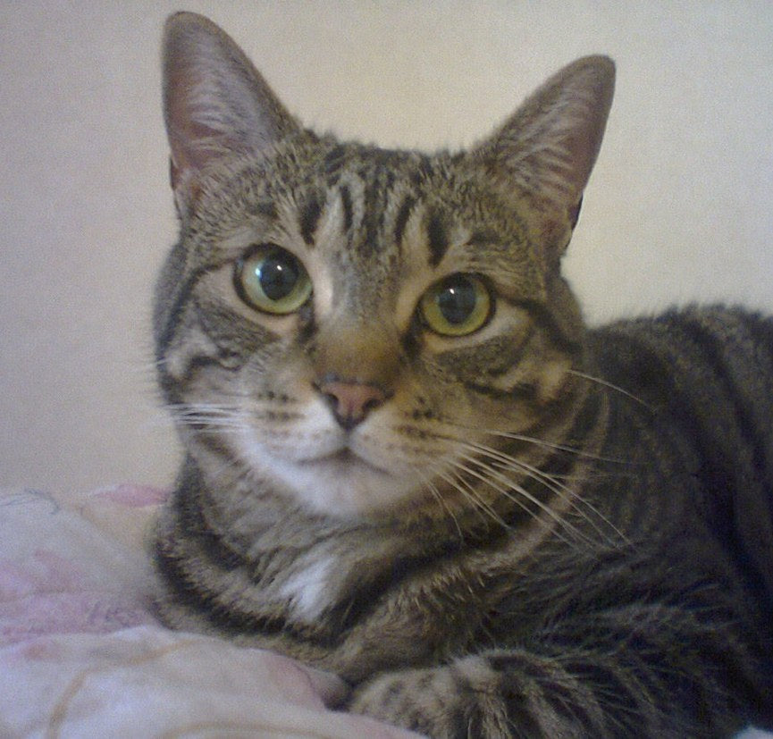 A cat resting at home