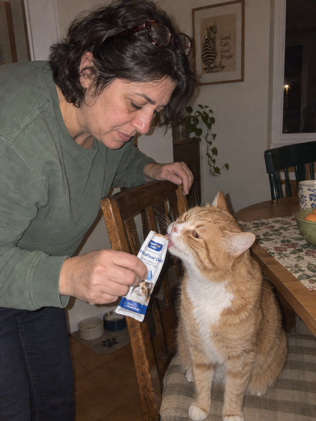 HydraFlow Daily with a cat