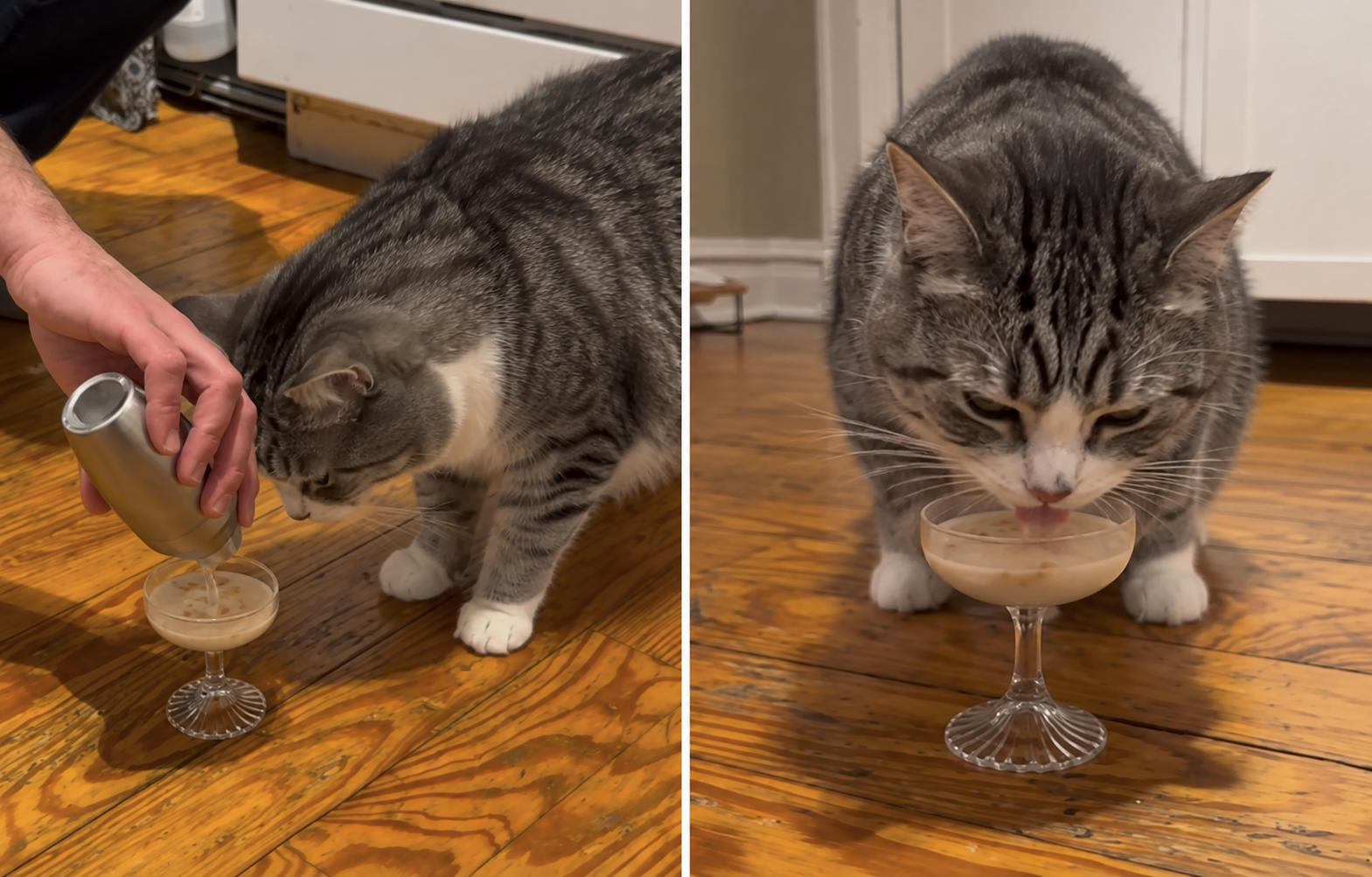 A cat having a treat cocktail prepared and drinking it from a dish